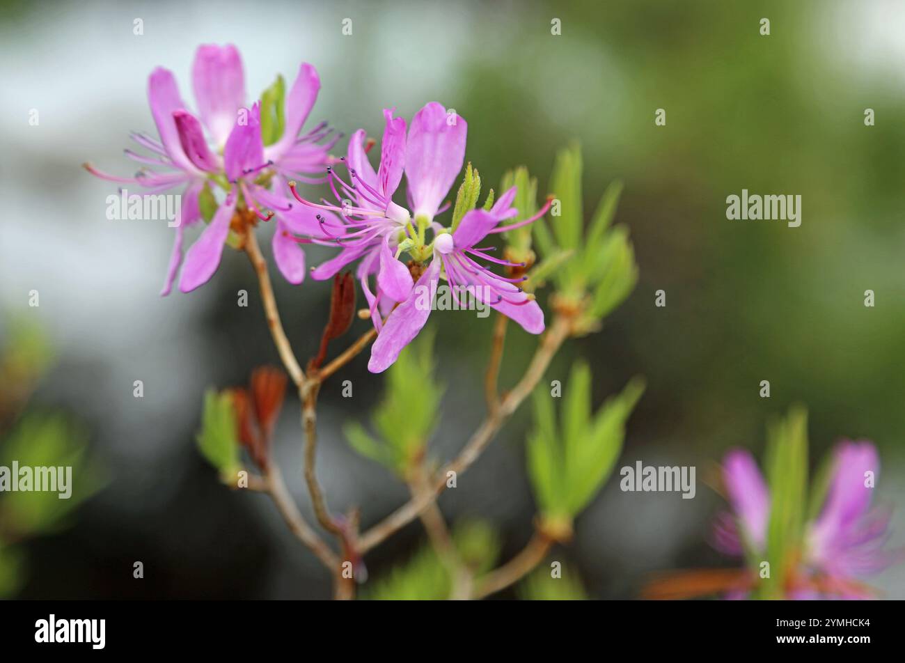 Fleur d'azalée rose - Maine Banque D'Images Fleur d'azalée rose - Maine Banque D'Images