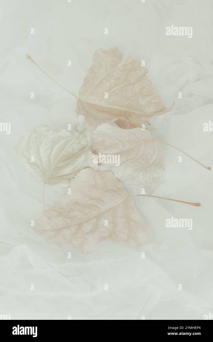 Leaf Leaves design est la photographie clé de haut niveau avec le pastel beige fondu dans le blanc de rêve. L'effet est rêveur, doux, air soufflé par le vent avec des détails dans les tiges. Banque D'Images