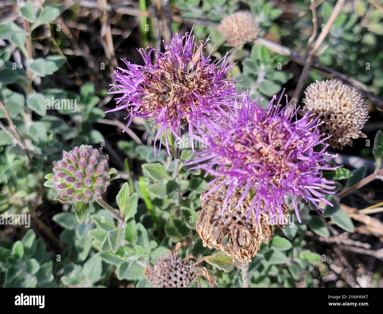 Menthe coyote (Monardella villosa) Banque D'Images