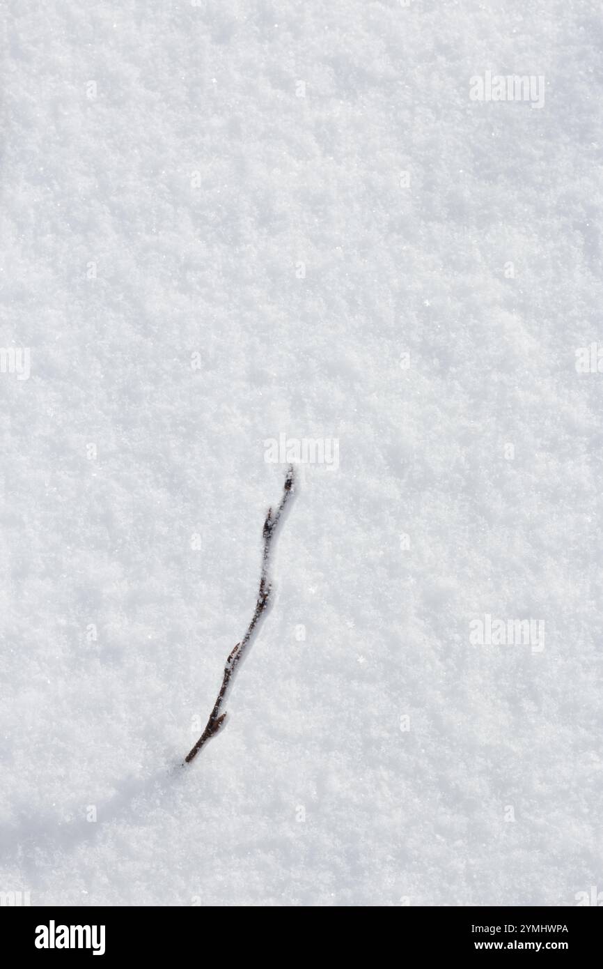 Brindille unique fouillant à travers le fond de neige d'hiver blanc frais Banque D'Images