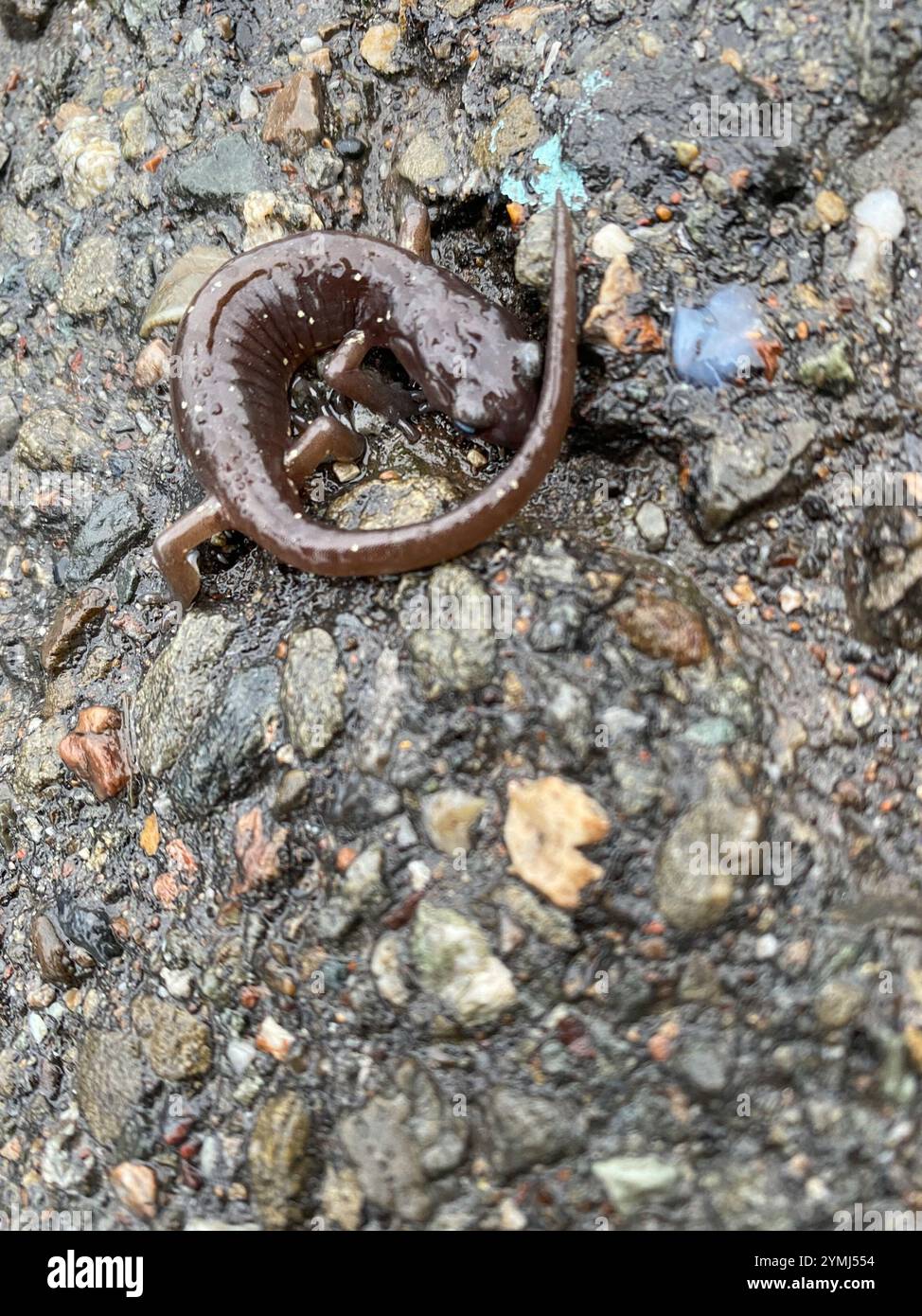 Salamandre arboricole (Aneides lugubris) Banque D'Images