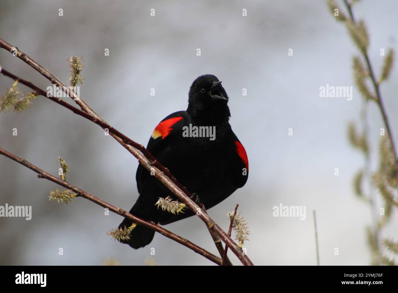 Oiseau noir à ailes rouges chantant dans un buisson à la zone de conservation de Dufield Pond dans le nord de l'Illinois. Banque D'Images
