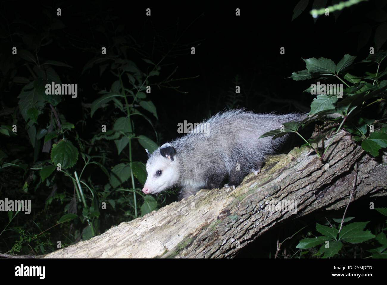 Virginia opossum sur un rondin la nuit dans le nord de l'Illinois. Prise avec piège photo DLSR. Banque D'Images
