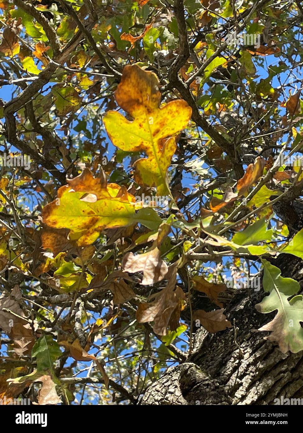 Chêne postérieur (Quercus stellata) Banque D'Images