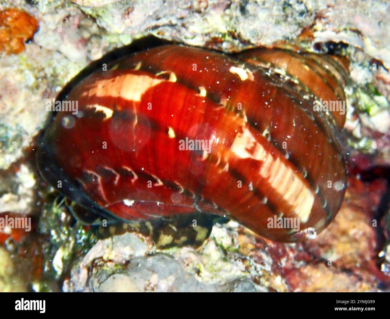 Tapisserie Turban Escargot (Turbo petholatus) Banque D'Images