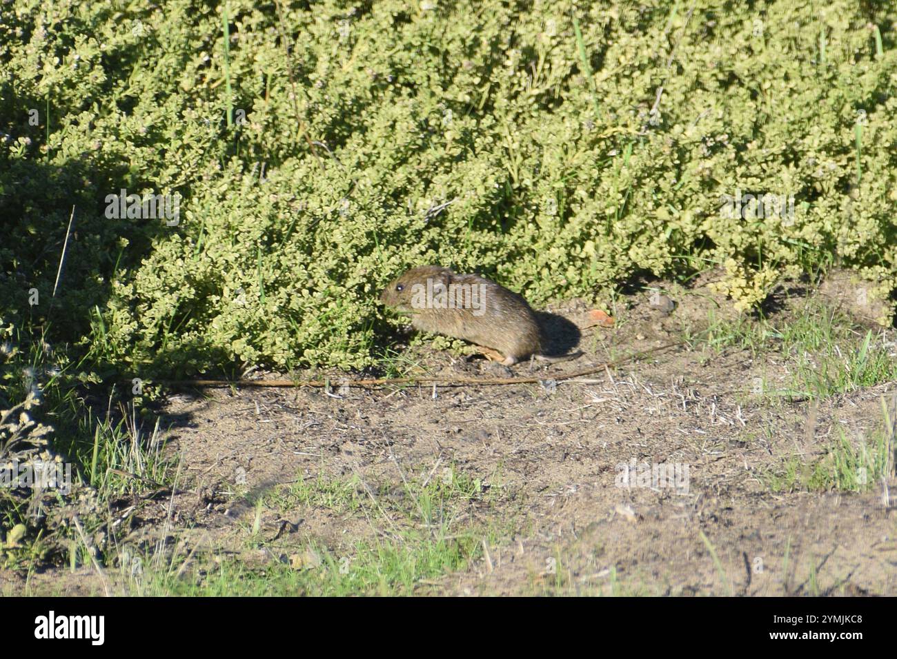 Vol de Californie (Microtus californicus) Banque D'Images