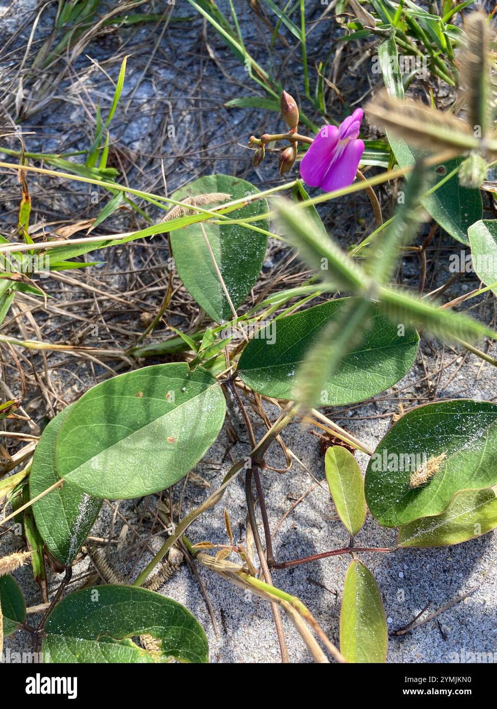 Haricot de plage (Canavalia rosea) Banque D'Images