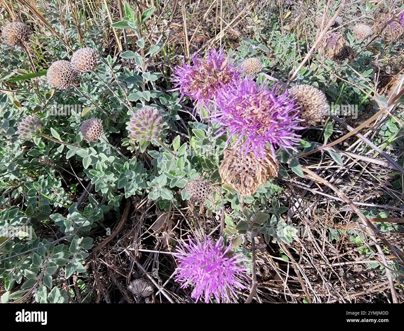 Menthe coyote (Monardella villosa) Banque D'Images