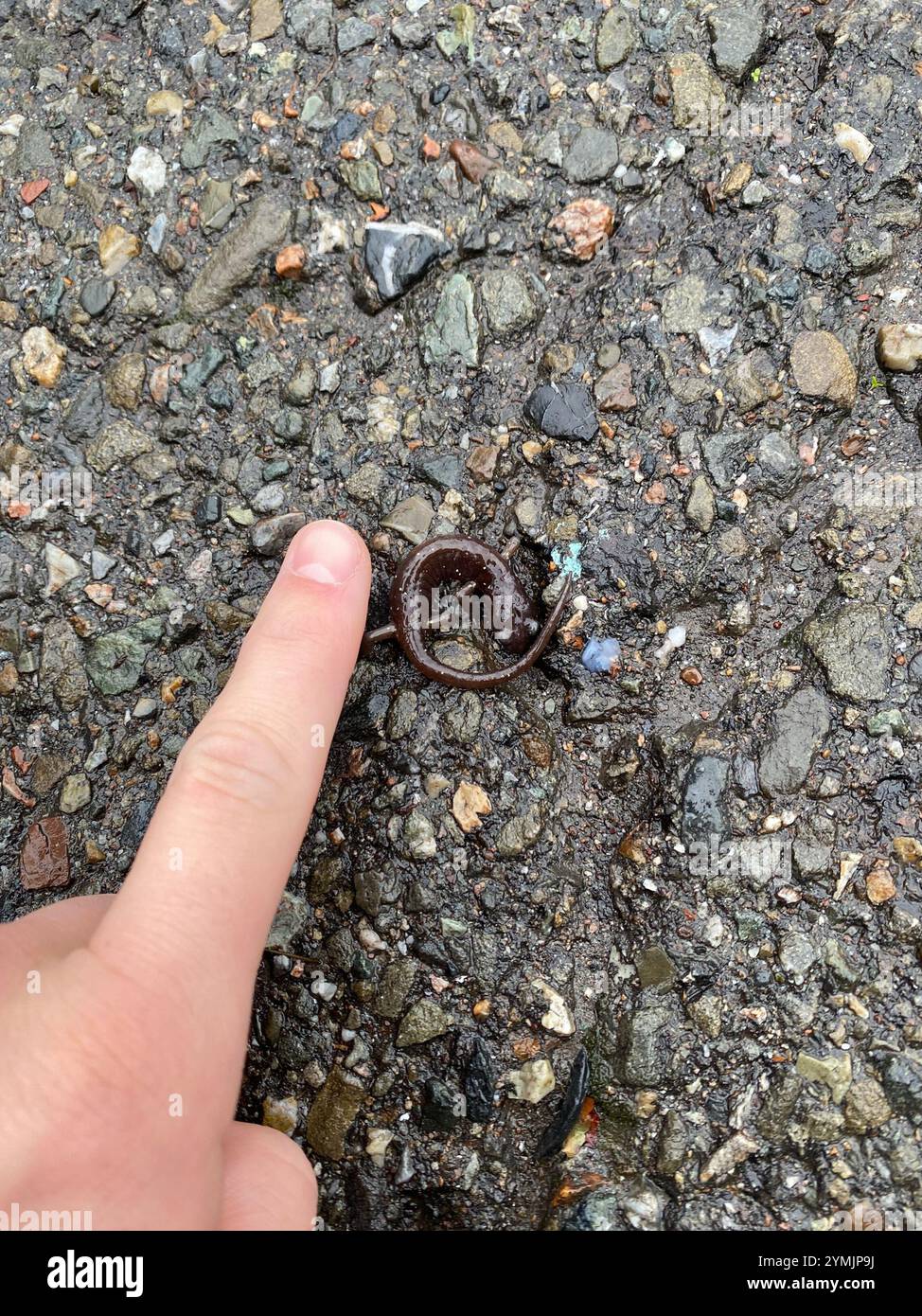 Salamandre arboricole (Aneides lugubris) Banque D'Images