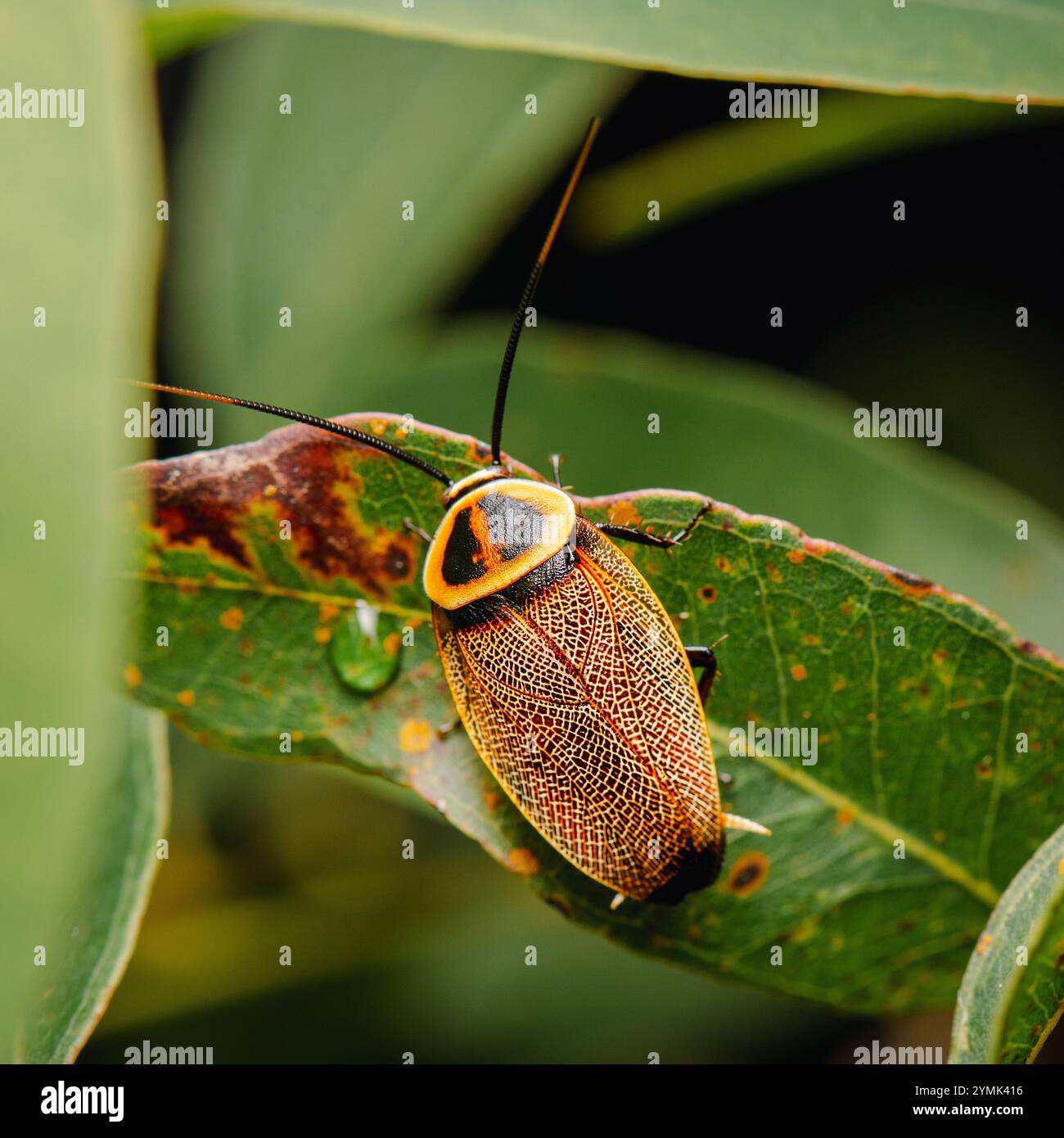Les cafards de Bush sont un groupe diversifié d'insectes indigènes australiens, souvent mal compris et craints. Banque D'Images