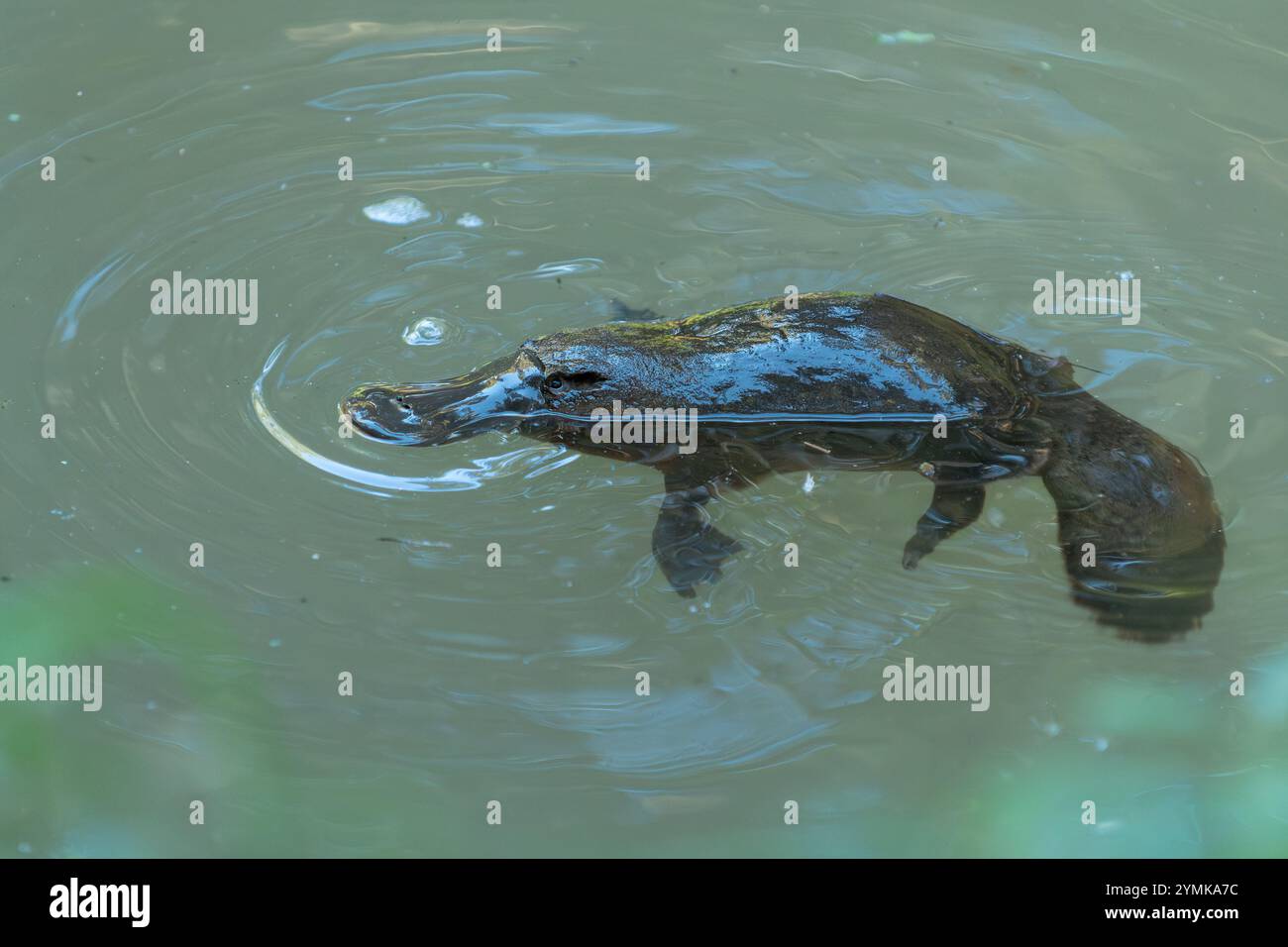 Un seul Platypus (Ornithorhynchus) flotte à la surface du ruisseau dans la réserve de Yungaburra, sur les plateaux d'Atherton, Queensland, en Australie. Banque D'Images