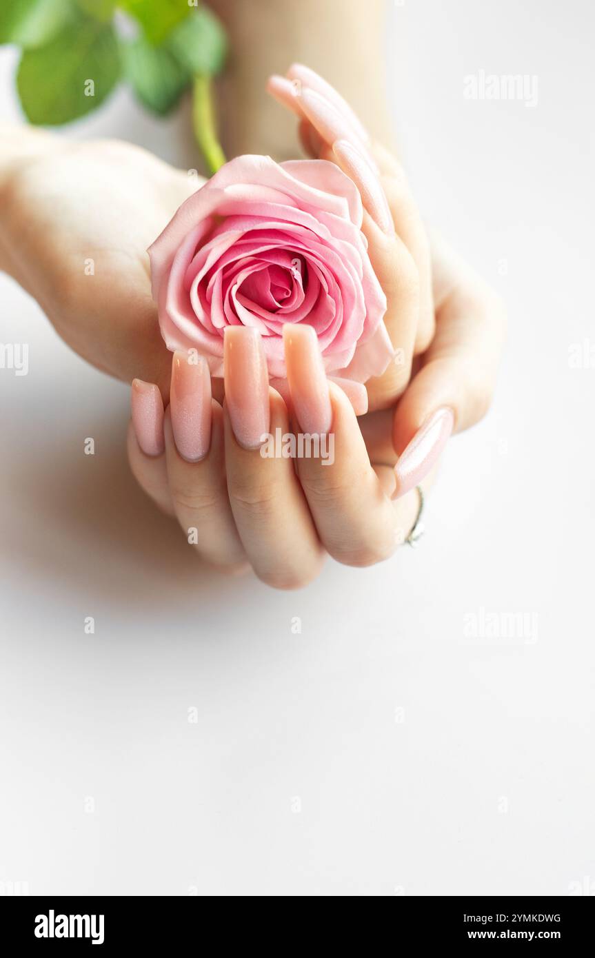 Des mains délicates avec de longs ongles roses bercent une belle rose rose, apportant une touche d'élégance à une atmosphère douce et tranquille dans un espace intérieur. Banque D'Images