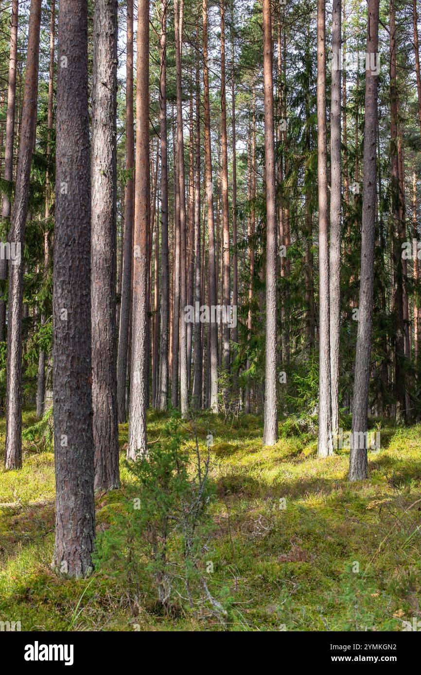 Une forêt de conifères vieillie d'automne Banque D'Images