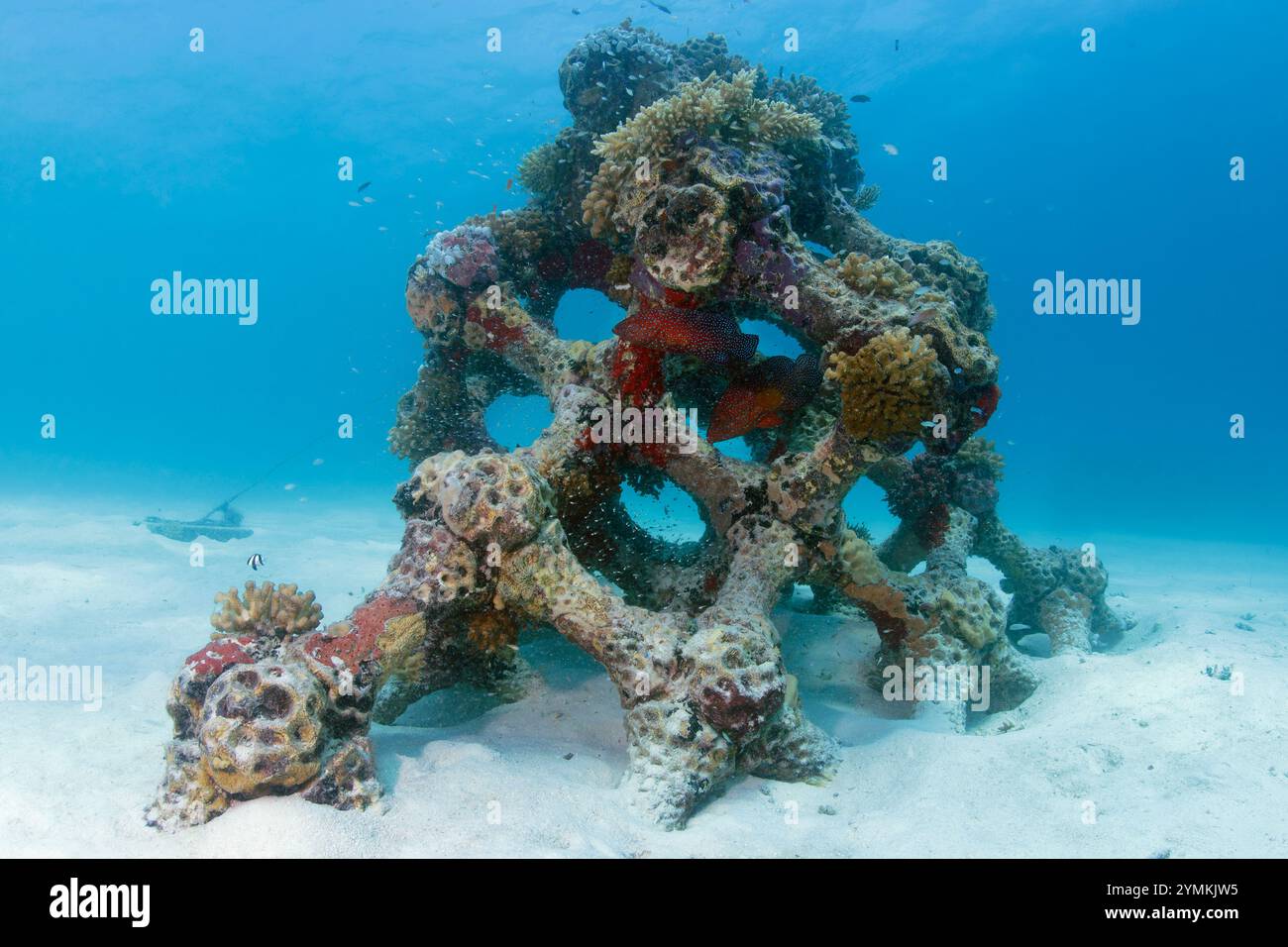 Le plus grand récif corallien artificiel imprimé en 3D au monde aux Maldives, dans l’atoll de North Male, à côté de Summer Island (Ziyaaraifushi). Banque D'Images