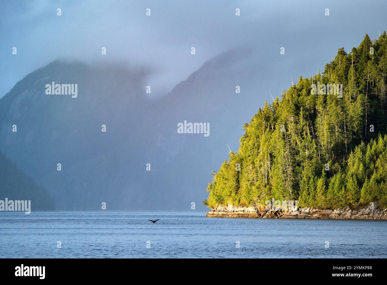 Canada, Colombie-Britannique, côte centrale, forêt pluviale Great Bear, fin de baleine Banque D'Images