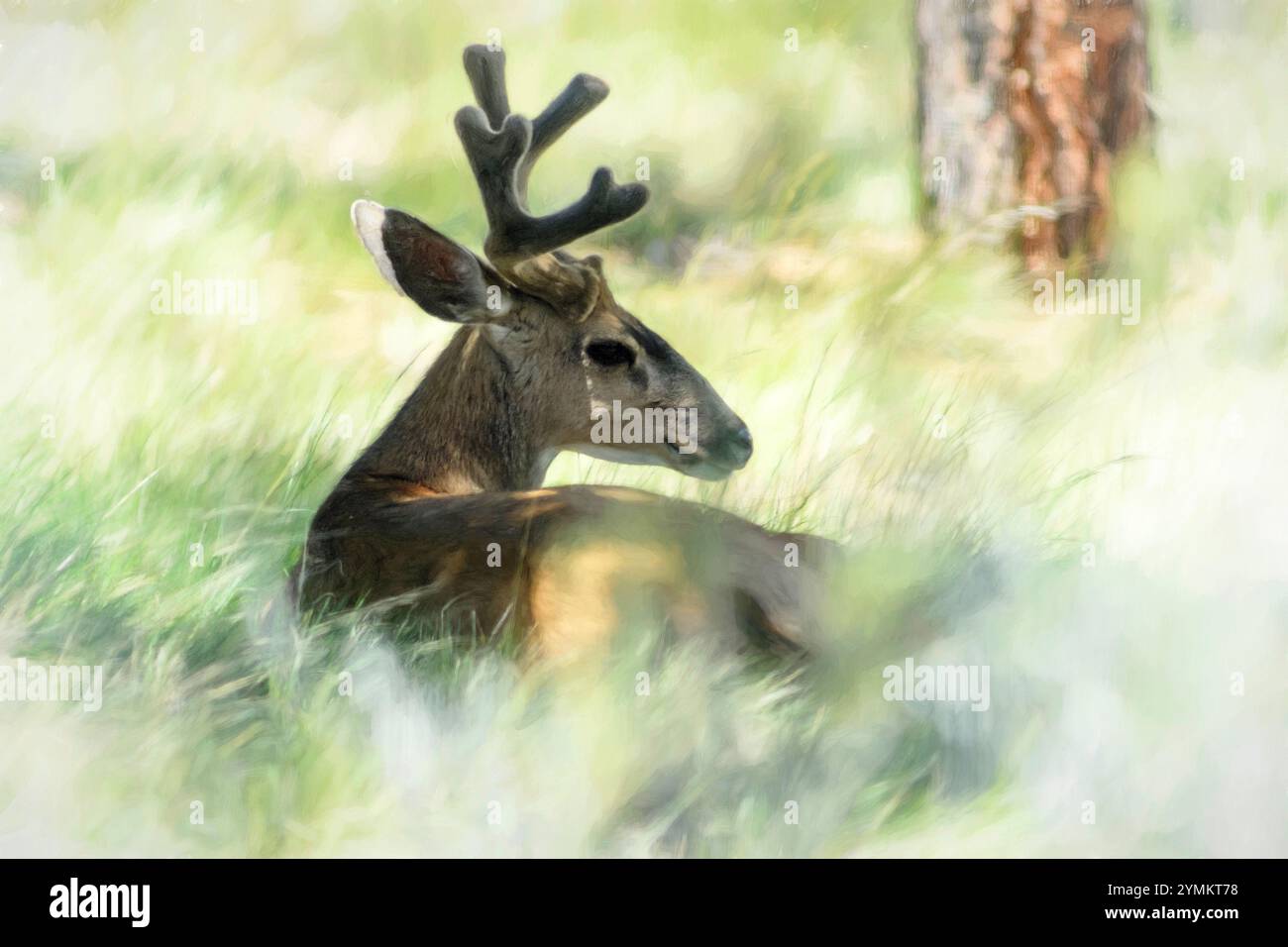 États-Unis, Oregon, Bend, Rancho Las Hierbas, Odocoileus hemionus, cerf à queue noire Banque D'Images