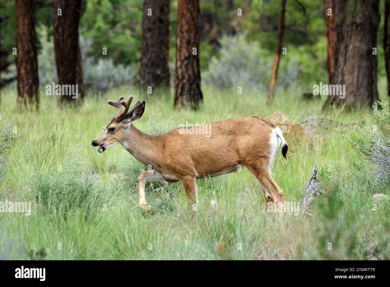 USA, Oregon, Bend, Rancho Las Hierbas, Odocoileus hemionus, Mule Deer, Black Tail, Buck Banque D'Images