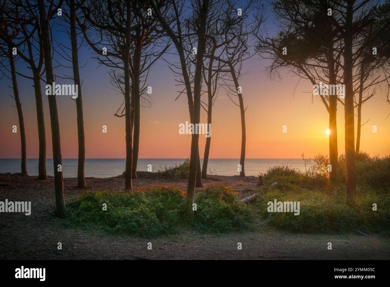 Pins en pierre, plage et mer au coucher du soleil dans le Tombolo de Cecina. Marina di Cecina destination de voyage à Alta Maremma, région Toscane, Italie Banque D'Images