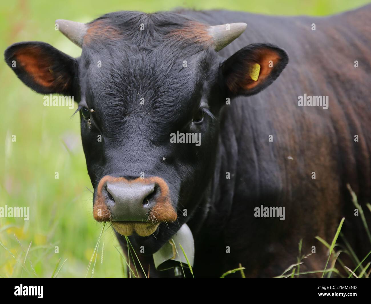 Vache Herens suisse Banque D'Images