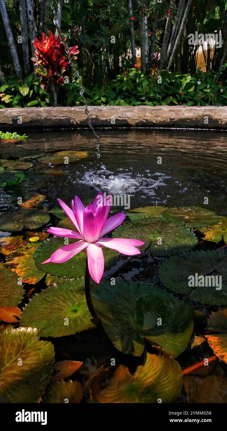 Fleurs de nénuphars de lotus roses flottant sur le lac Banque D'Images