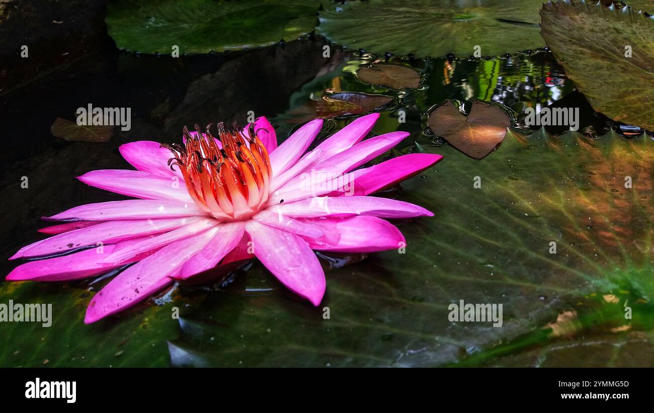 Fleurs de nénuphars de lotus roses flottant sur le lac Banque D'Images