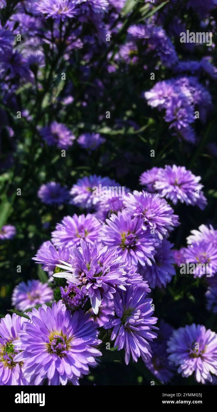 fleur de chrysanthème pourpre fleurissent dans le jardin Banque D'Images