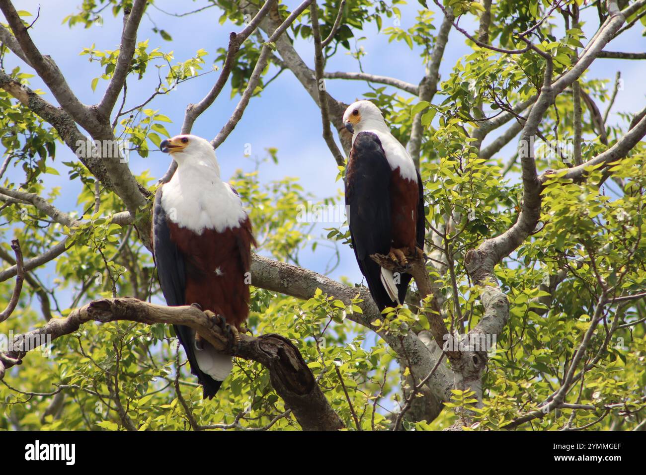 Couple d'aigle de poisson africain dans le parc national de Murchison Falls, Ouganda Banque D'Images