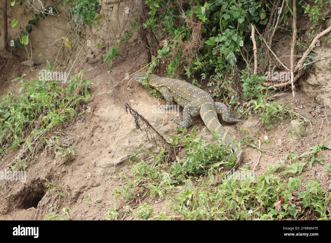 Dragon de Komodo dans la nature, canal de Kazinga, Ouganda Banque D'Images