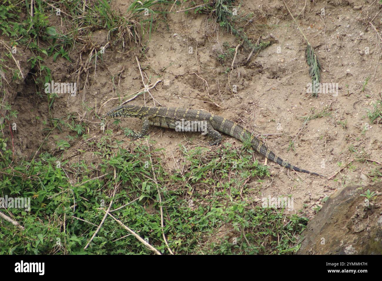 Dragon de Komodo dans la nature, canal de Kazinga, Ouganda Banque D'Images