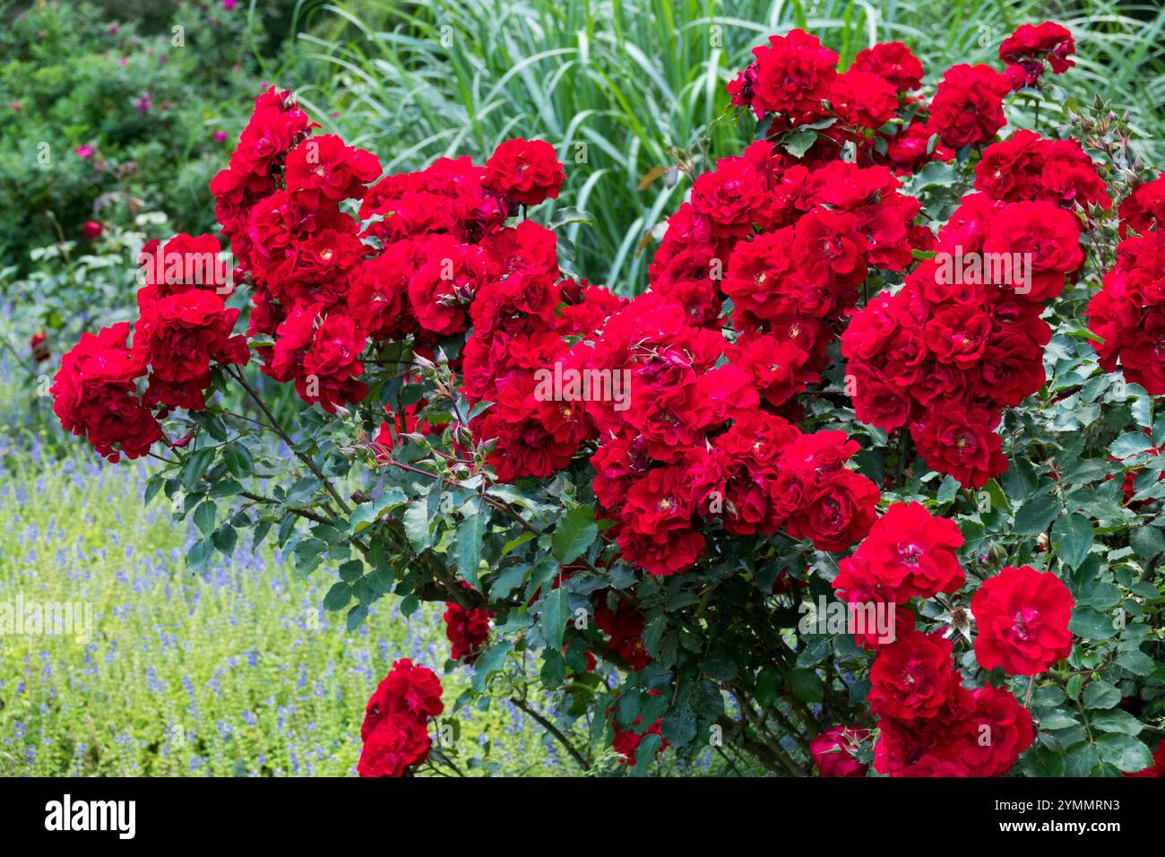 Arbuste rouge fleurs de rose dans naturellement jardin richement fleurs Banque D'Images