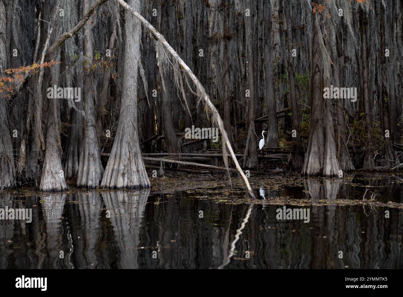 Aigrette blanche sur Caddo Lake Banque D'Images
