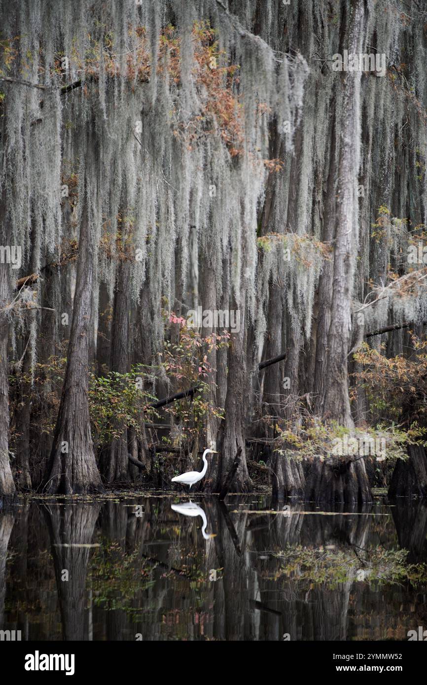 Aigrette blanche sur Caddo Lake Banque D'Images