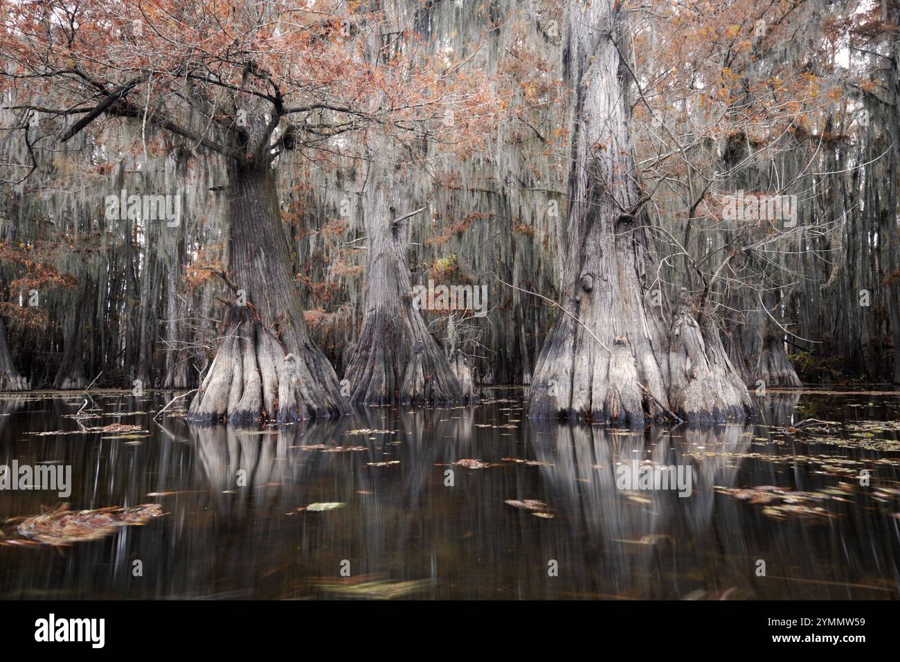 Cyprès et couleur d'automne sur Caddo Lake Banque D'Images