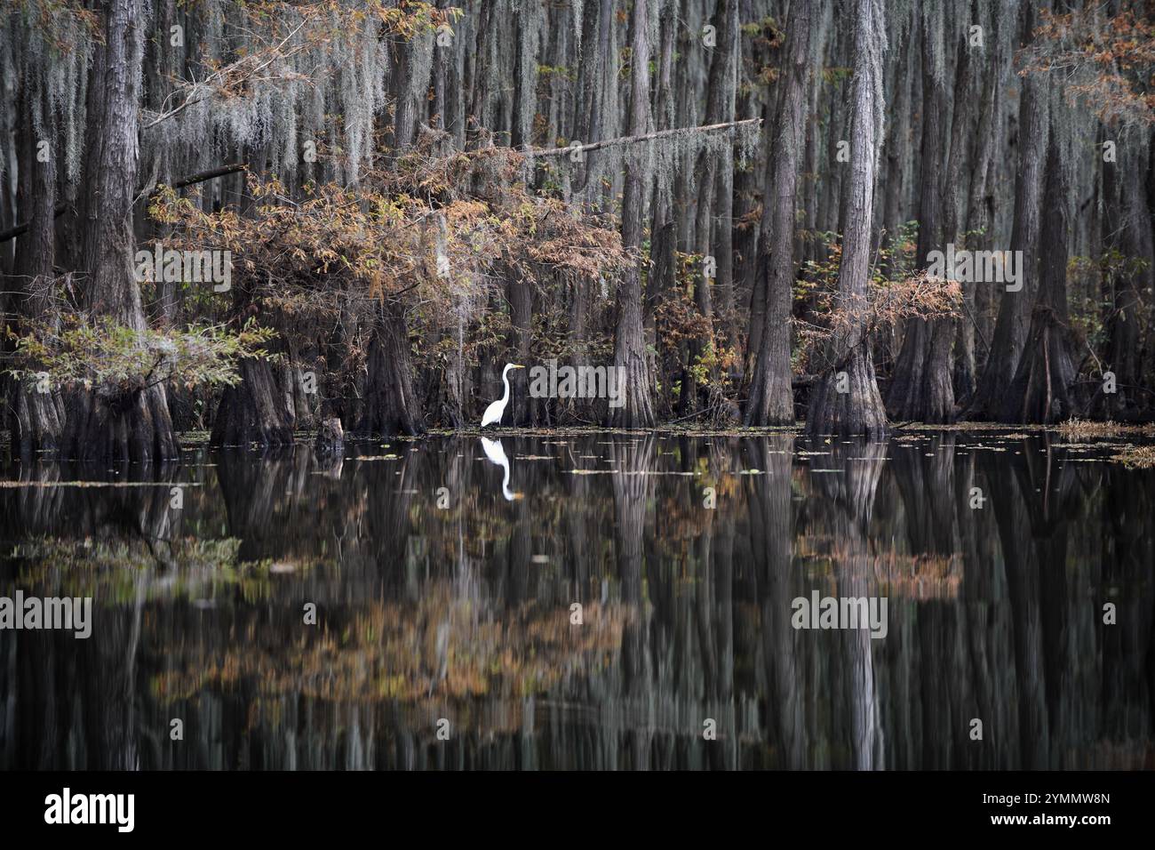 Aigrette blanche sur Caddo Lake Banque D'Images