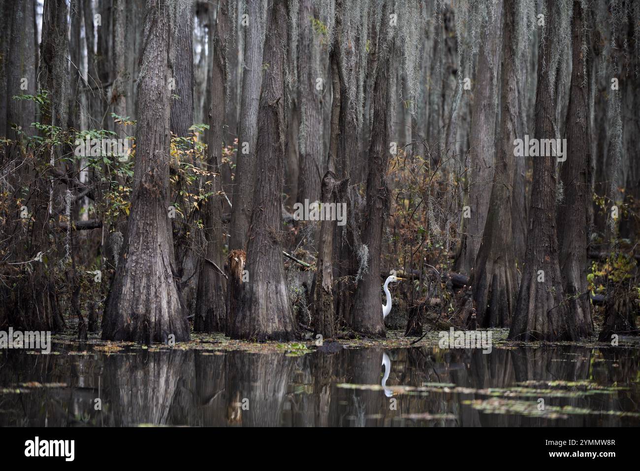 Aigrette blanche sur Caddo Lake Banque D'Images