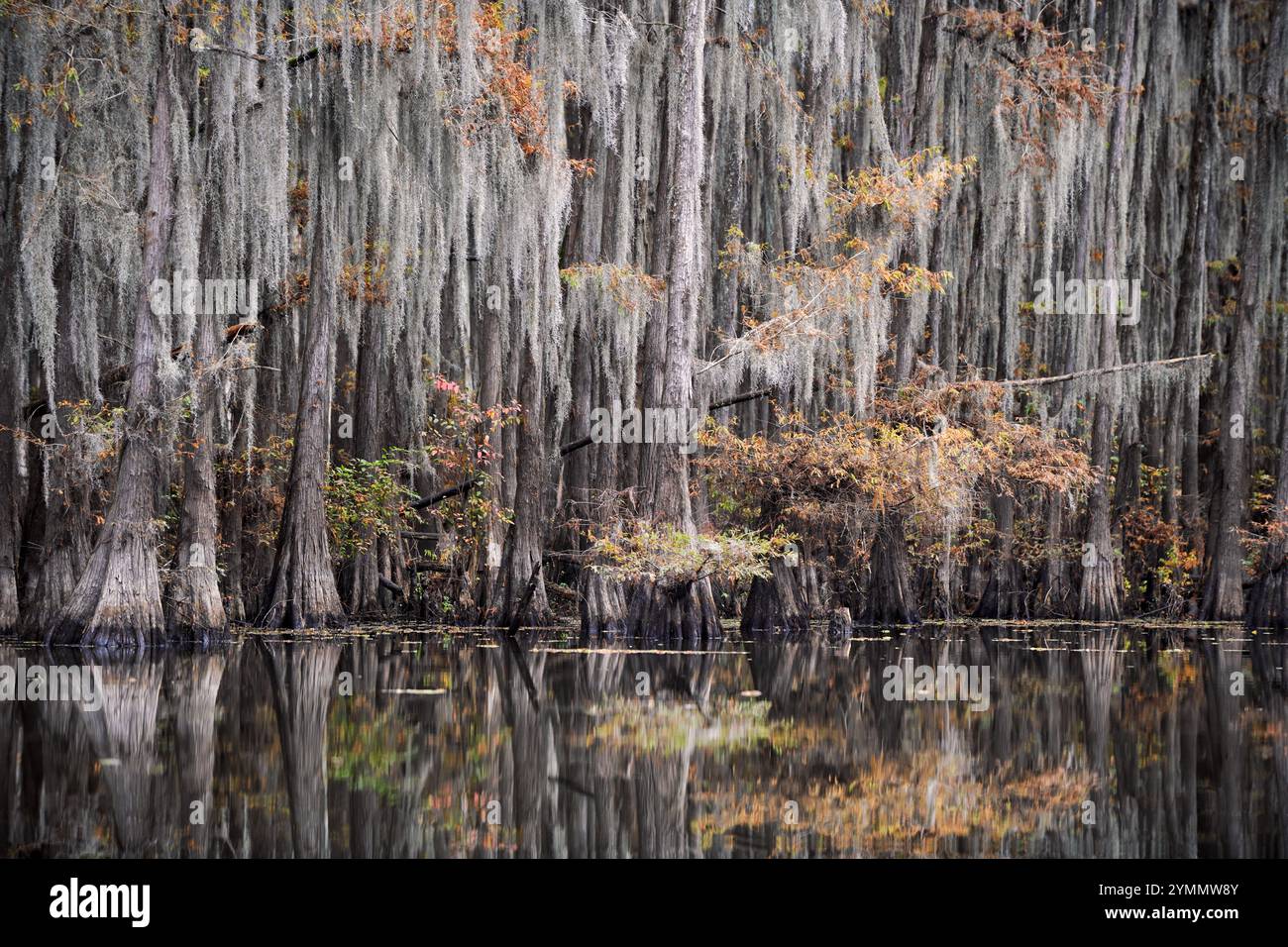 Cyprès et couleur d'automne sur Caddo Lake Banque D'Images