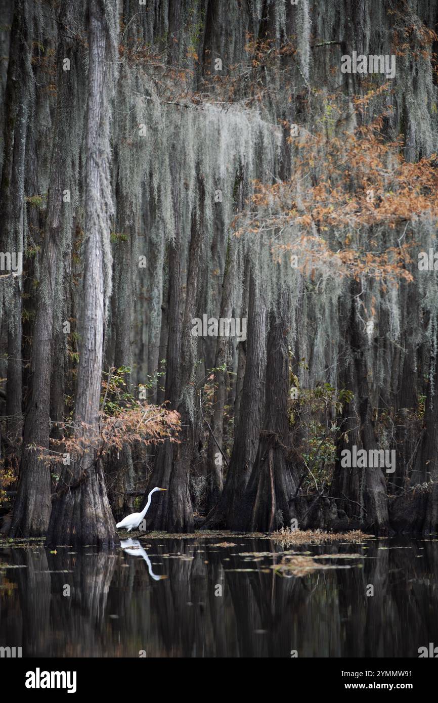 Aigrette blanche sur Caddo Lake Banque D'Images