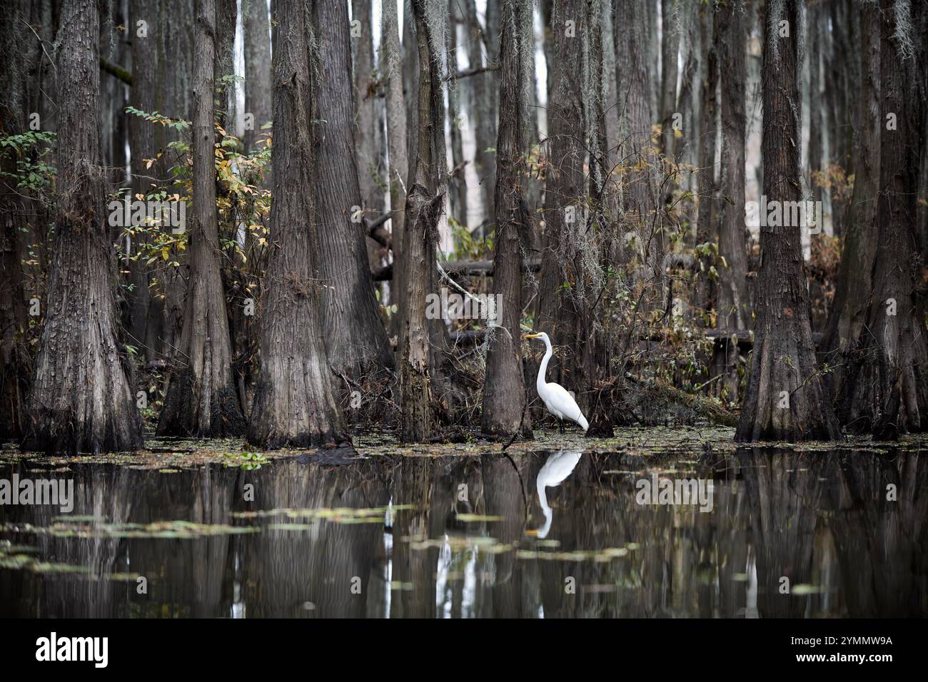 Aigrette blanche sur Caddo Lake Banque D'Images