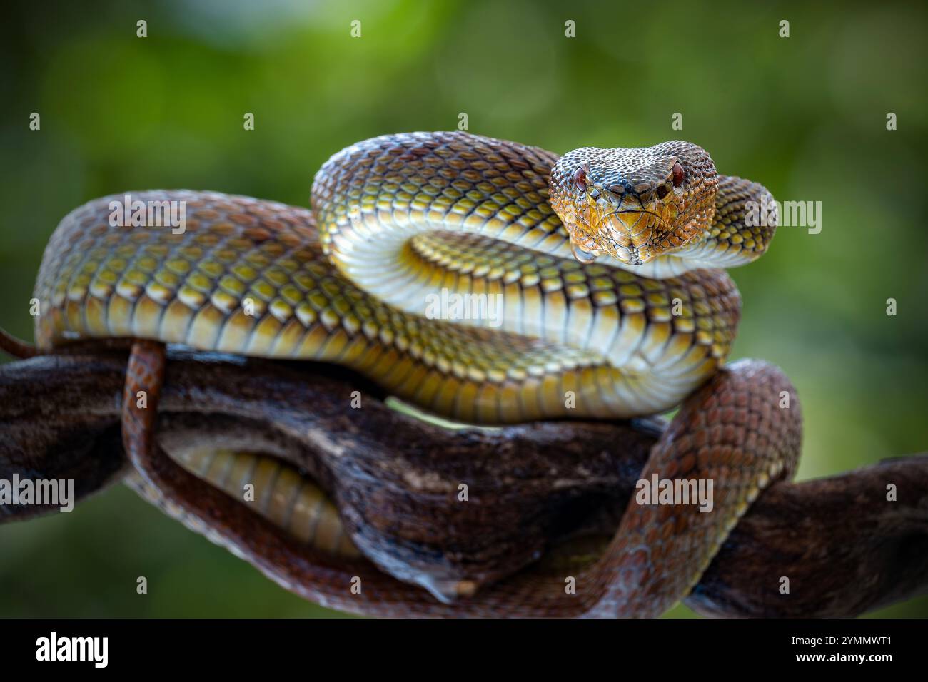 Manggrove Pit Viper Snake gros plan visage, animal gros plan Banque D'Images