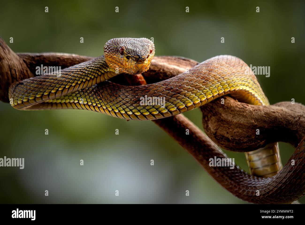 Manggrove Pit Viper Snake gros plan visage, animal gros plan Banque D'Images