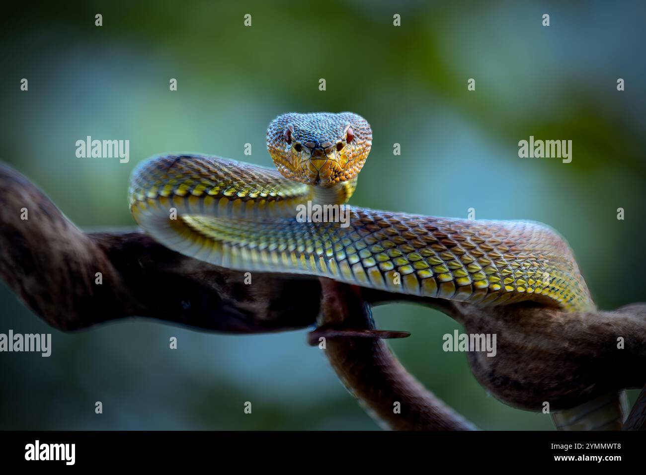 Manggrove Pit Viper Snake gros plan visage, animal gros plan Banque D'Images