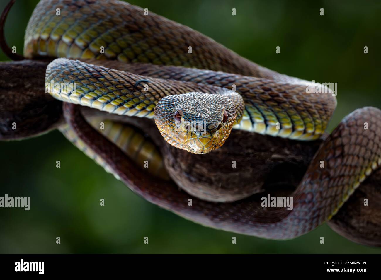 Manggrove Pit Viper Snake gros plan visage, animal gros plan Banque D'Images