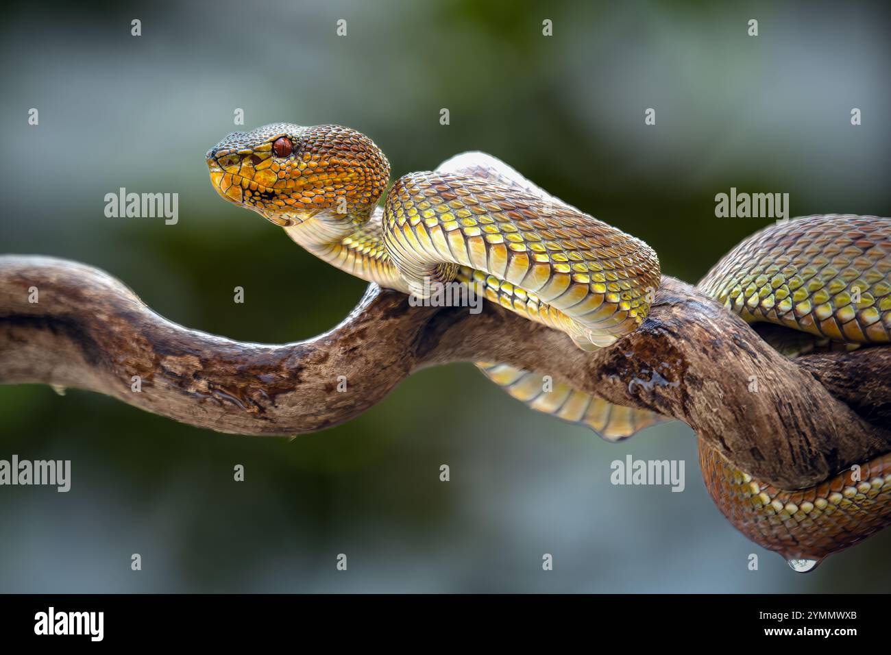 Manggrove Pit Viper Snake gros plan visage, animal gros plan Banque D'Images