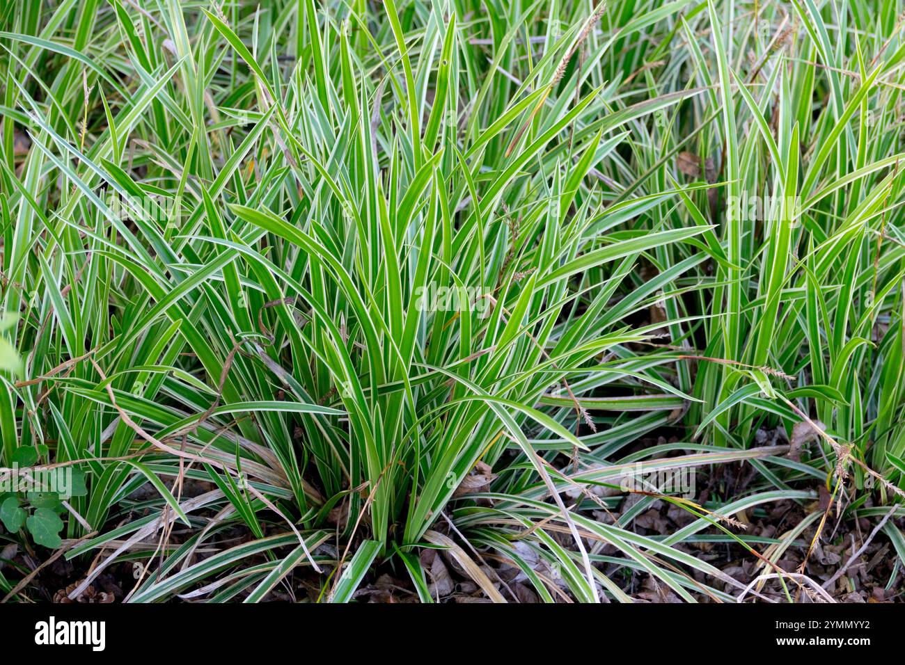 Carex 'Ice Dance' herbe robuste Banque D'Images