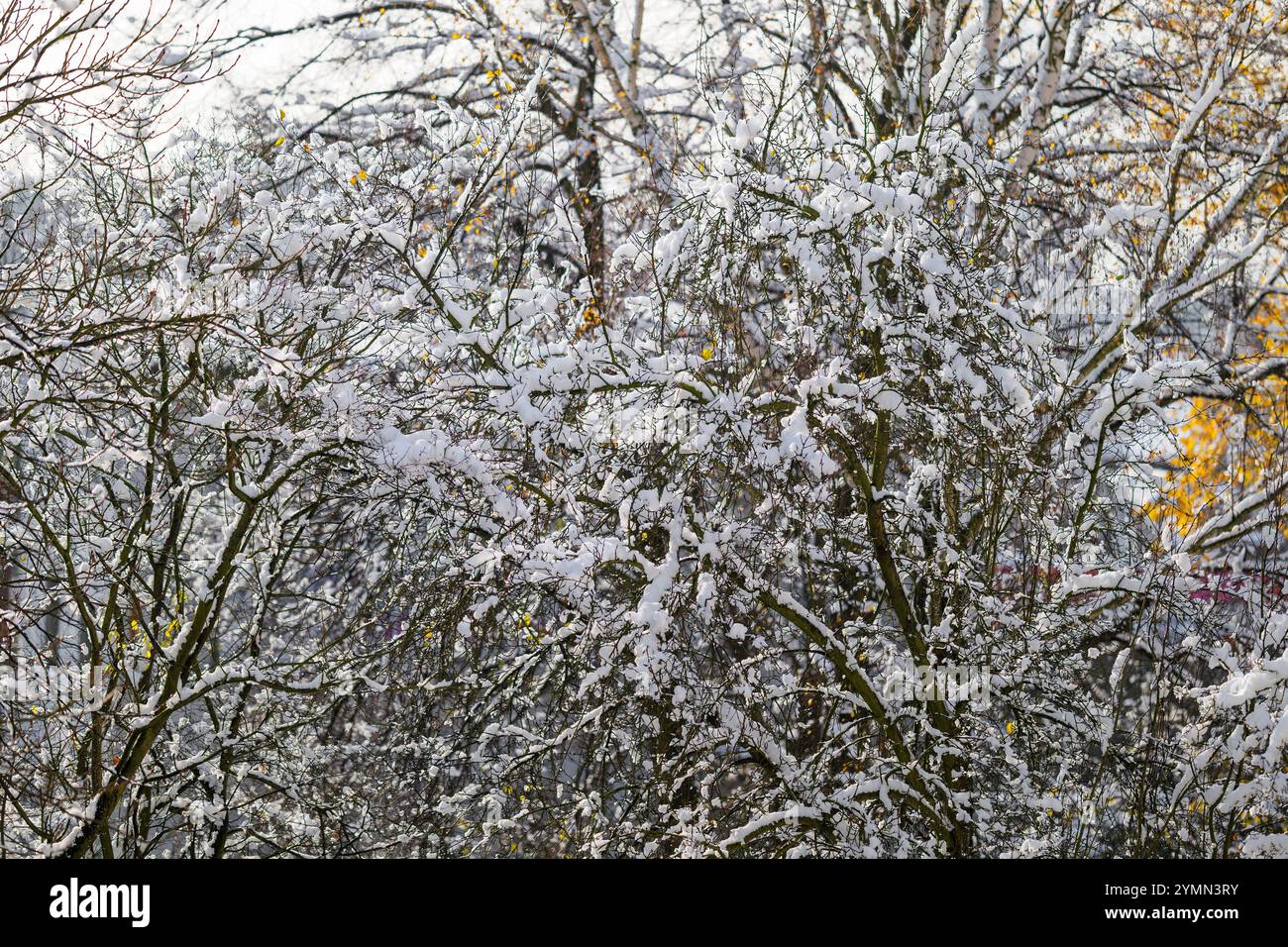 Texture hivernale. Arbres couverts de neige après de fortes pluies. Couleurs d'automne ici et là. Neige fraîche Banque D'Images
