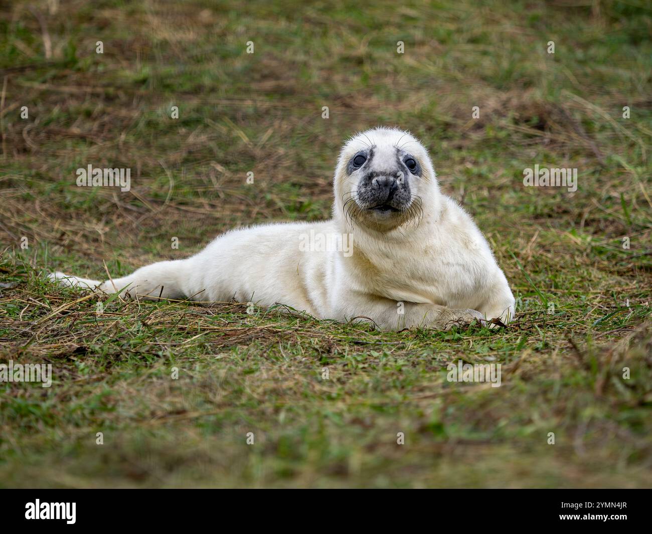 Chiot phoque gris, Halichoerus grypus Banque D'Images
