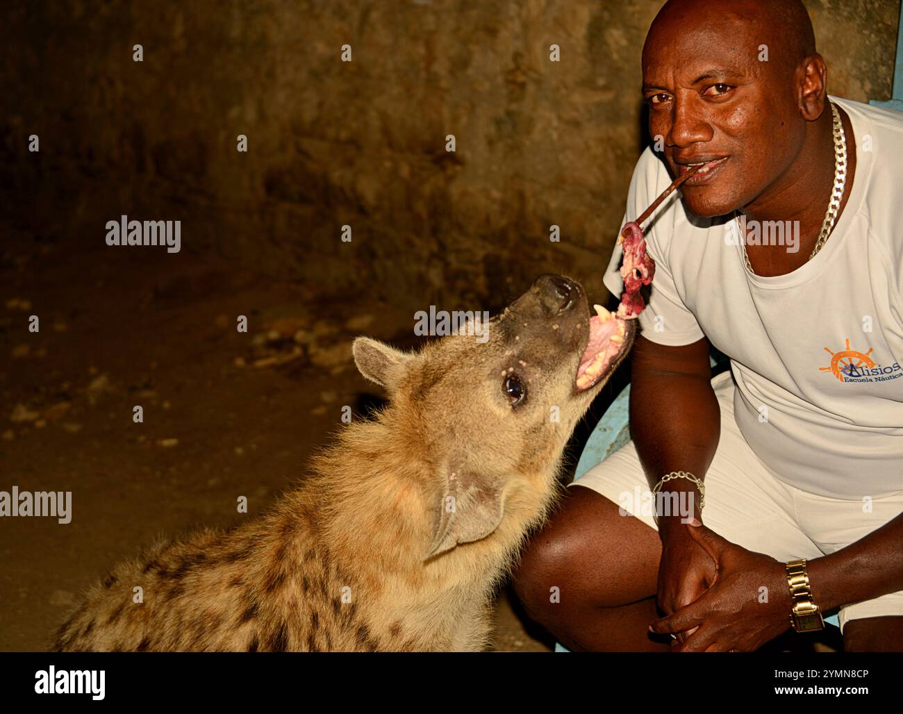 ETHIOPIE, HARAR, chaque jour au coucher du soleil les hyènes sont nourris de viande crue Banque D'Images