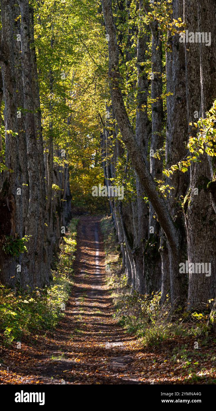 Des feuilles dorées recouvrent le sol le long d'un chemin forestier paisible entouré de grands arbres. Banque D'Images