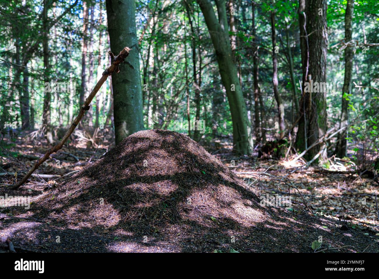 Une grande fourmilière dans une forêt sombre avec des taches de soleil sur elle. Banque D'Images