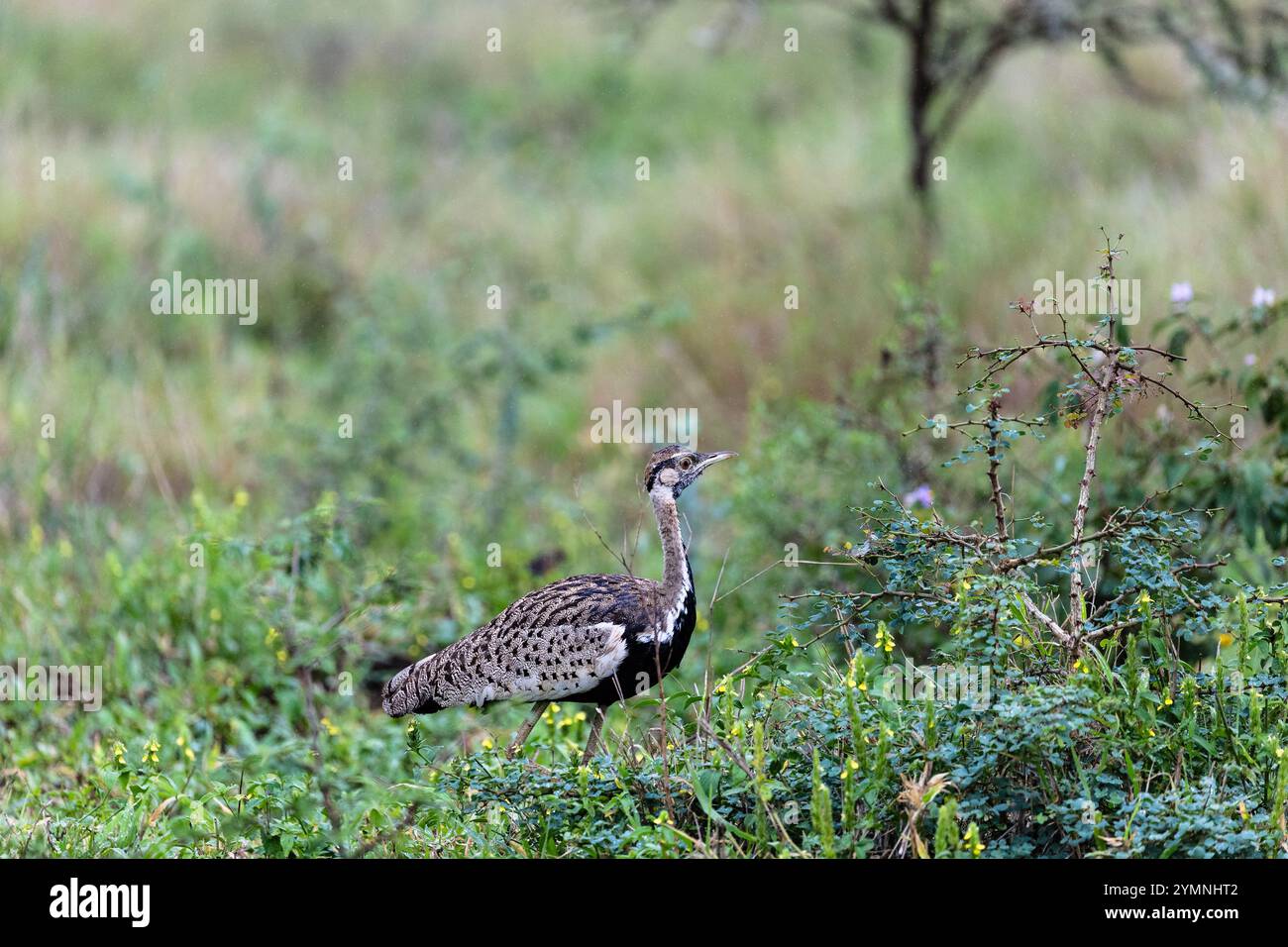 Outarde à ventre noir (Lissotis melanogaster), Zimanga, Afrique du Sud Banque D'Images